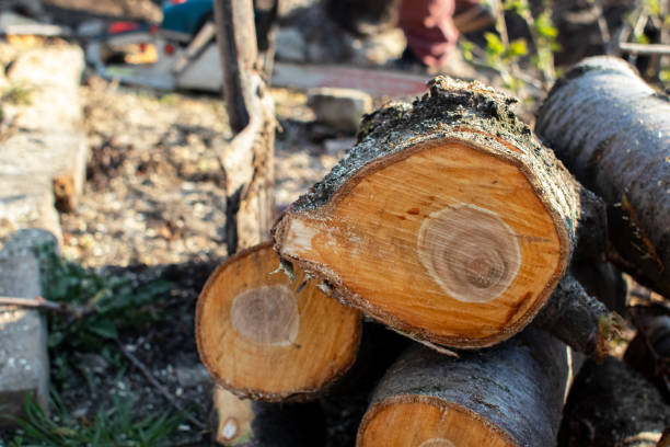 Best Emergency Tree Removal  in USA
